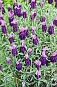 LAVANDULA STOECHAS