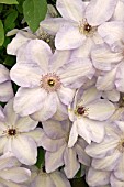 CLEMATIS IVAN OLSSON