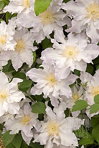 CLEMATIS_MERCURY