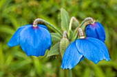 MECONOPSIS GRANDIS