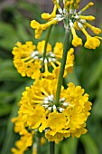 PRIMULA PROLIFERA (CANDELABRA)