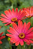 OSTEOSPERMUM SUNNY SHIELA