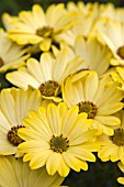 OSTEOSPERMUM TAMBERO