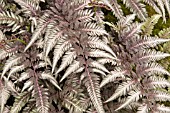 ATHYRIUM NIPPONICUM PICTUM