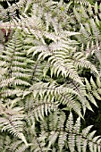 ATHYRIUM THE GHOST