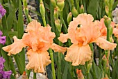 IRIS BUISSON DE ROSES (TALL BEARDED)