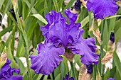 IRIS MER DE SUD (TALL BEARDED)