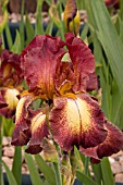 IRIS PROVENCAL (TALL BEARDED)