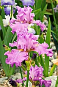 IRIS RUFFLED GODDESS (TALL BEARDED)