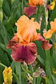 IRIS TORERO (TALL BEARDED)