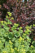 BERBERIS THUNBERGII ATROPURPUREA AND ALCHEMILLA MOLLIS