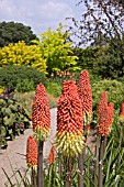 KNIPHOFIA ATLANTA AT RHS ROSEMOOR