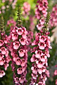 DIASCIA RIGESCENS