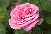 ROSA GERTRUDE JEKYLL (DAVID AUSTIN ENGLISH ROSE)