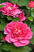 ROSA SOPHYS ROSE (DAVID AUSTIN ENGLISH ROSE)