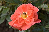 ROSA SUNSEEKER (WITH HONEY BEE)