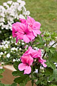 PELARGONIUM CLORINDA (SCENTED LEAVED)