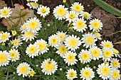 ARGYRANTHEMUM CRESTED YELLOW (MARGUERITE),  MADEIRA SERIES