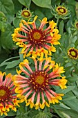 GAILLARDIA FANFARE