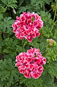 PELARGONIUM MADAME AUGUSTE NOLIN  (SCENTED LEAVED)