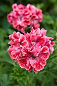 PELARGONIUM MADAME AUGUSTE NOLIN (SCENTED)