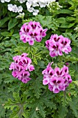 PELARGONIUM ORSETT (SCENTED)