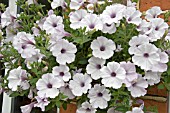 TRAILING PETUNIA SANGUNA WHITE,  BLUE VEIN