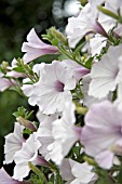 TRAILING PETUNIA SANGUNA WHITE,  BLUE VEIN