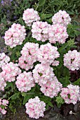 VERBENA AZTEC LIGHT PINK