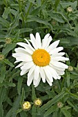 LEUCANTHEMUM BROADWAY LIGHTS