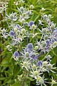 ERYNGIUM PLANUM