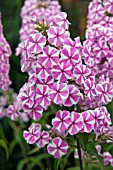 PHLOX NATASHA