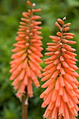 KNIPHOFIA TIMOTHY