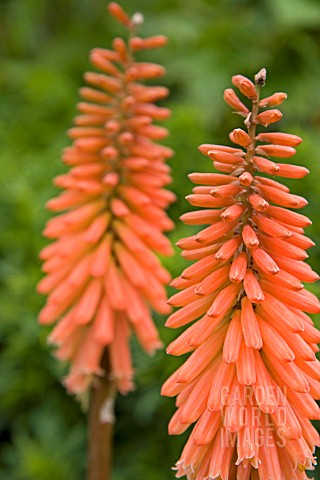 KNIPHOFIA_TIMOTHY