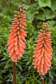 KNIPHOFIA TIMOTHY