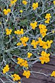 HELICHRYSUM,  (CHRYSOCEPHALUM) DESERT FLAME