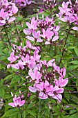 CLEOME SENORITA ROSALITA