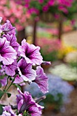 TRAILING PETUNIA