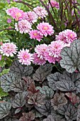 HEUCHERA FOLIAGE AND ARGYRANTHEMUM SUMMER MELODY