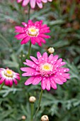 ARGYRANTHEMUM JULIE ANNE