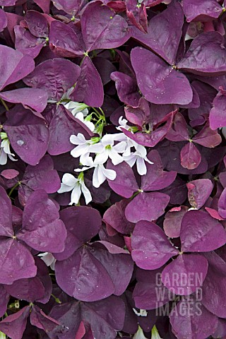 OXALIS_BURGUNDY_WINE