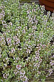 THYMUS SILVER QUEEN (VARIEGATED)