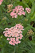 ACHILLEA SALMON BEAUTY