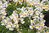 NEMESIA SUNSATIA GUAVA