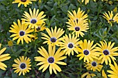 OSTEOSPERMUM SYMPHONY BANANA