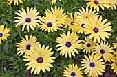 OSTEOSPERMUM SYMPHONY LEMON