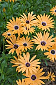 OSTEOSPERMUM SYMPHONY ORANGE