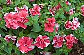 PETUNIA TUMBELINA CHERRY RIPPLE (DOUBLE TRAILING)