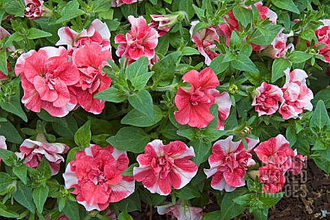 PETUNIA_TUMBELINA_CHERRY_RIPPLE_DOUBLE_TRAILING