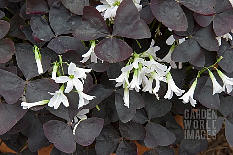 OXALIS_BLACK_VELVET